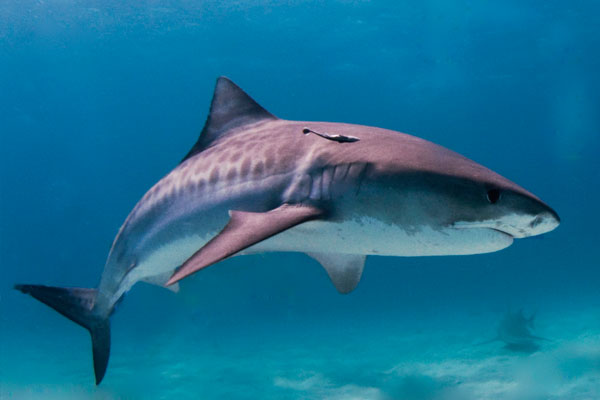 AK W Tiger shark 3 600