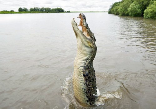 Infos zu Krokodilen