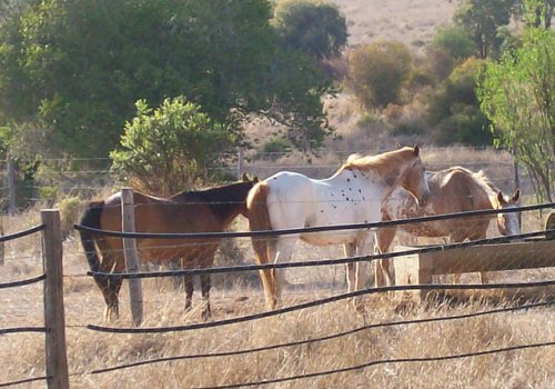 Outback Farmstay an der Ostküste